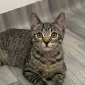 Ginseng -  Tabby Cat for Adoption - Ginseng | PetCurious