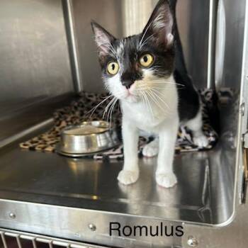 Romulus -  Domestic Short Hair Cat for Adoption in Knoxville, Tennessee - Romulus | PetCurious
