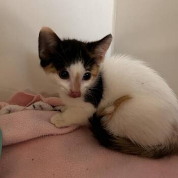 Domestic Short Hair Cats Available for Adoption in Phoenix, Arizona - Vesta | PetCurious