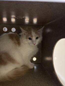 Carl -  Domestic Medium Hair Cat for Adoption in Raleigh, North Carolina - Carl | PetCurious