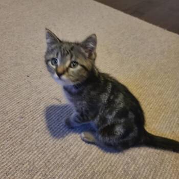 Cancer -  Domestic Short Hair Cat Available for Adoption in Puslinch, Ontario - Cancer | PetCurious