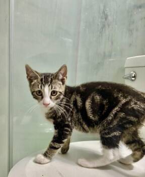 Roy -  Domestic Short Hair Cat for Adoption in North Babylon, New York - Roy | PetCurious