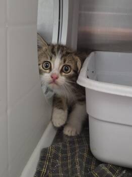 Kelly -  Domestic Short Hair Cat for Adoption in Athens, Tennessee - Kelly | PetCurious
