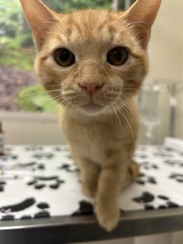 Kit -  Domestic Short Hair Cat for Adoption in Lancaster, Pennsylvania - Kit | PetCurious