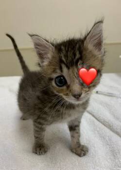 Young -  Domestic Short Hair Cat for Adoption in Santa Rosa, California - Young | PetCurious