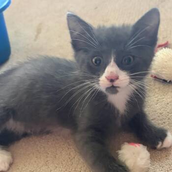 Benihana C11493 -  Domestic Medium Hair Cat for Adoption - Benihana C11493 | PetCurious