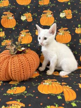 Rescue Domestic Short Hair Cats for Adoption in Black River Falls, Wisconsin - Commotion | PetCurious