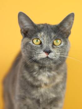 Calico Cats Available for Adoption in Lewisburg, Tennessee - Mimi | PetCurious