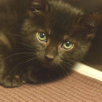 Misty -  Domestic Short Hair Cat for Adoption in Belleville, Illinois - Misty | PetCurious