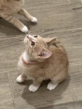 Burnt Ends 0121 -  Domestic Short Hair Cat Available for Adoption in Dallas, Texas - Burnt Ends 0121 | PetCurious