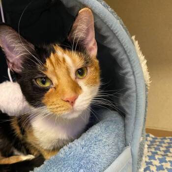 Venus -  Domestic Short Hair Cat for Adoption in Wantagh, New York - Venus | PetCurious