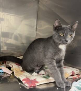 Justice -  Domestic Short Hair and Russian Blue Cat for Adoption in Montville, New Jersey - Justice | PetCurious