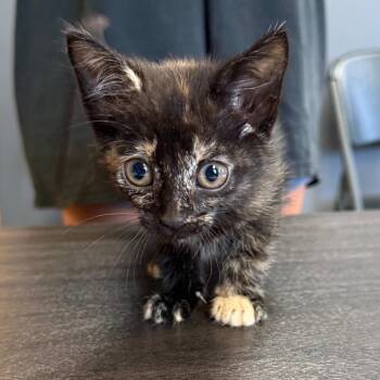 Honeybee -  Domestic Short Hair Cat for Adoption in Tuscaloosa, Alabama - Honeybee | PetCurious