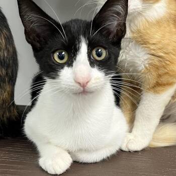 Autumn -  Domestic Short Hair Cat for Adoption in West Palm Beach, Florida - Autumn | PetCurious