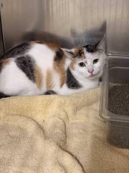 Domestic Short Hair Cats Available for Adoption in Saint Charles, Missouri - Velvet | PetCurious