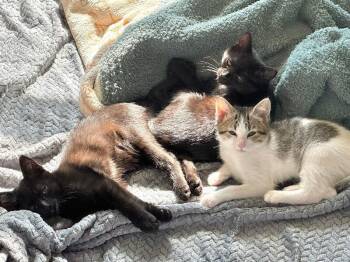Spoon -  Domestic Short Hair Cat for Adoption in Fort Collins, Colorado - Spoon | PetCurious