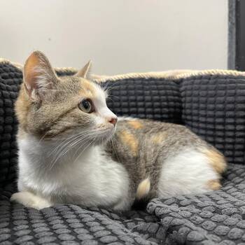 Domestic Short Hair Cats Available for Adoption - Calypso | PetCurious