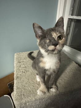 Rescue Domestic Short Hair Cats for Adoption in Newtown Square, Pennsylvania - Iris | PetCurious