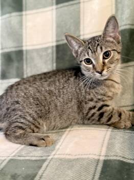 Odysseus -  Domestic Short Hair and Tabby Cat for Adoption in Greensboro, North Carolina - Odysseus | PetCurious