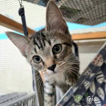 Gia -  Domestic Short Hair Cat for Adoption in Madison, Wisconsin - Gia | PetCurious