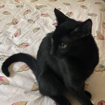 5A Sesame Roswell -  Domestic Short Hair Cat for Adoption in Denver, Colorado - 5A Sesame Roswell | PetCurious