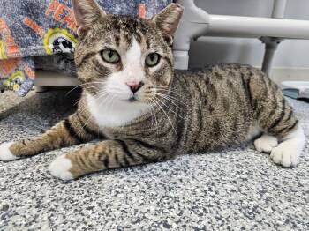 Domestic Short Hair Cats Available for Adoption in Dunkirk, New York - Tiger | PetCurious
