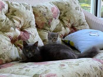 Saltine -  Domestic Long Hair Cat Available for Adoption in Cincinnati, Ohio - Saltine | PetCurious