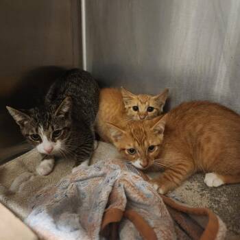Melissa -  Domestic Short Hair Cat for Adoption in Evensville, Tennessee - Melissa | PetCurious