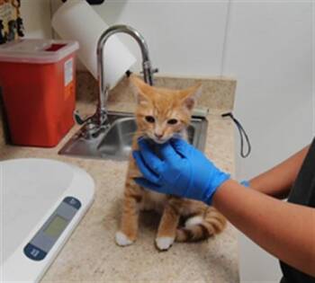 GOURD RAMSEY -  Domestic Short Hair Cat for Adoption in Albuquerque, New Mexico - GOURD RAMSEY | PetCurious