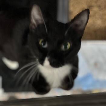 Elias -  Domestic Short Hair Cat for Adoption in Salt Lake City, Utah - Elias | PetCurious