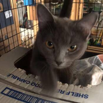 Domestic Short Hair Cats Available for Adoption in Newburgh, New York - Storm | PetCurious