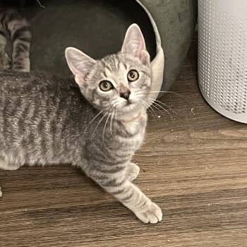 Ryan -  Domestic Short Hair Cat for Adoption in Richmond, Virginia - Ryan | PetCurious