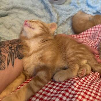 Domestic Short Hair Cats Available for Adoption in Hailey, Idaho - Bean | PetCurious