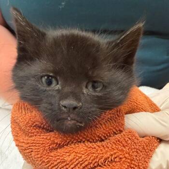 Feisty -  Domestic Short Hair Cat for Adoption in Reno, Nevada - Feisty | PetCurious