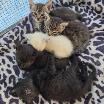 Newbie W1 -  Domestic Short Hair Cat for Adoption in Pahoa, Hawaii - Newbie W1 | PetCurious