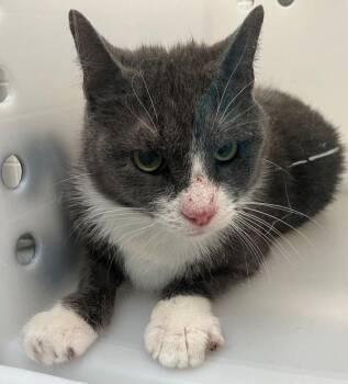 Domestic Short Hair Cats Available for Adoption - Basil | PetCurious