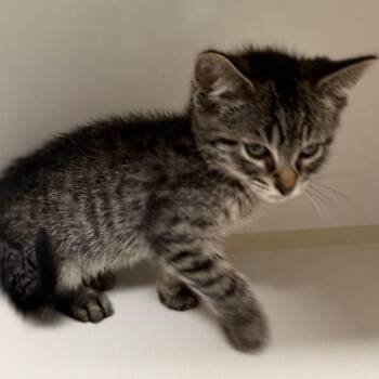 Domestic Long Hair Cats Available for Adoption in Floresville, Texas - Courage | PetCurious