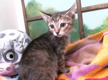 Domestic Short Hair Cats Available for Adoption in Houston, Texas - JELLIE | PetCurious