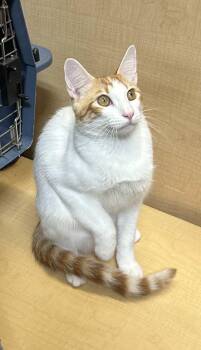 Turkish Van and Domestic Short Hair Cats Available for Adoption - Hutch | PetCurious