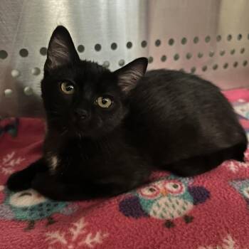 Rainbow -  Domestic Short Hair Cat for Adoption in Denver, Colorado - Rainbow | PetCurious
