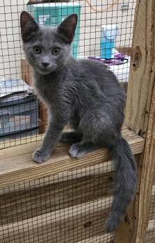 260546  Nimbus -  Domestic Short Hair Cat for Adoption in Wetumpka, Alabama - 260546  Nimbus | PetCurious
