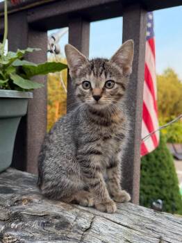 Rhubarb -  Domestic Short Hair Cat for Adoption in Glenfield, New York - Rhubarb | PetCurious