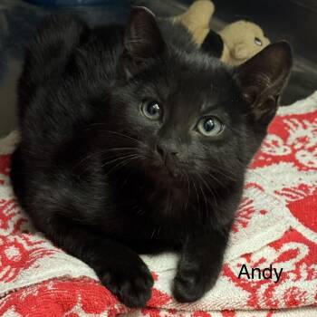 Rescue Domestic Short Hair Cats for Adoption in Ulster, Pennsylvania - Andy | PetCurious