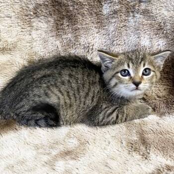 Rescue Domestic Short Hair Cats for Adoption in Mt. Juliet, Tennessee - Crash | PetCurious