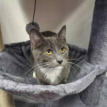 Rescue Domestic Short Hair Cats for Adoption in Roosevelt, Utah - Grasshopper | PetCurious