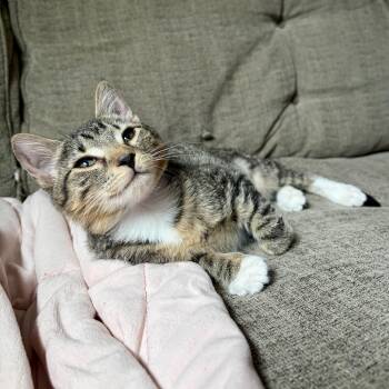 Isla -  Domestic Short Hair Cat for Adoption in Richmond, Virginia - Isla | PetCurious