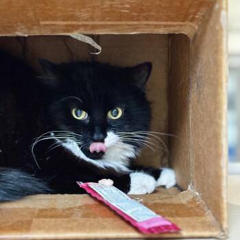 Tux -  Domestic Short Hair Cat for Adoption in Lynchburg, Virginia - Tux | PetCurious