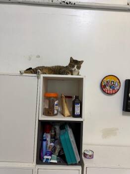 Sailor/Momma -  Domestic Short Hair Cat for Adoption in Saint James City, Florida - Sailor/Momma | PetCurious