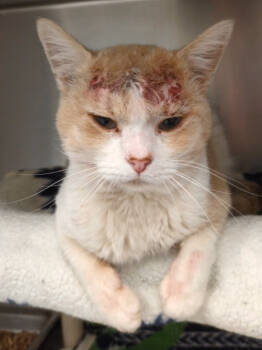 Rescue Domestic Short Hair Cats for Adoption in Fruit Heights, Utah - Biscuits And Gravy | PetCurious