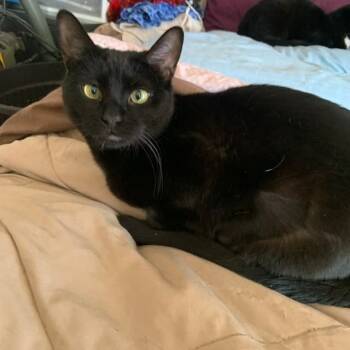Rescue Domestic Short Hair Cats for Adoption - Hawo | PetCurious